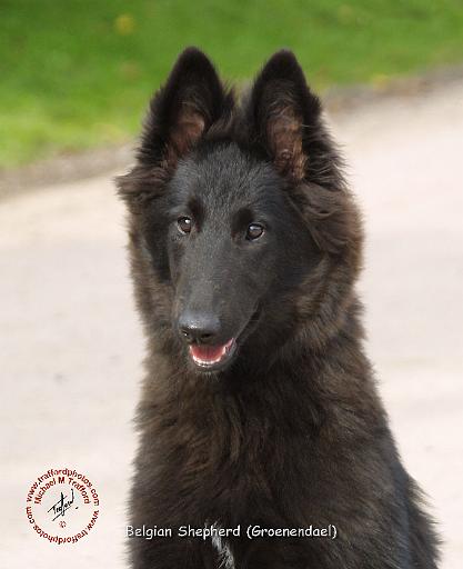 Belgian Shepherd Dog 9R096D-028.JPG